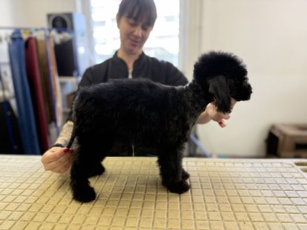 Bedlington Terrier Welpen