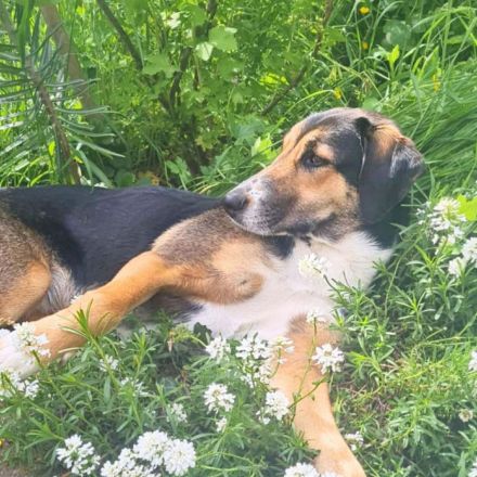 Wanja in 55411 Bingen sucht ihr Für-immer-Zuhause