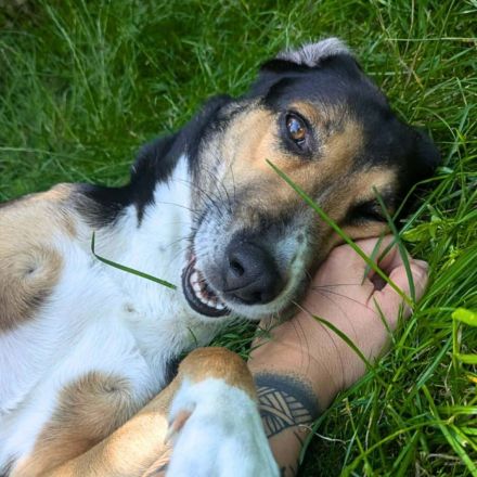 Wanja in 55411 Bingen sucht ihr Für-immer-Zuhause