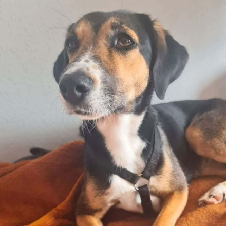 Wanja in 55411 Bingen sucht ihr Für-immer-Zuhause