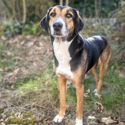 Wanja in 55411 Bingen sucht ihr Für-immer-Zuhause