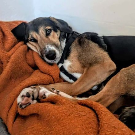 Wanja in 55411 Bingen sucht ihr Für-immer-Zuhause