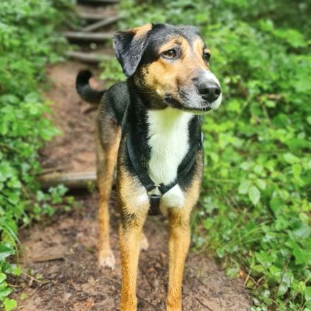 Wanja in 55411 Bingen sucht ihr Für-immer-Zuhause