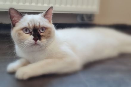 Britischkurzhaarkatze in chocolate-tortie-point-white mit Stammbaum, kastriert