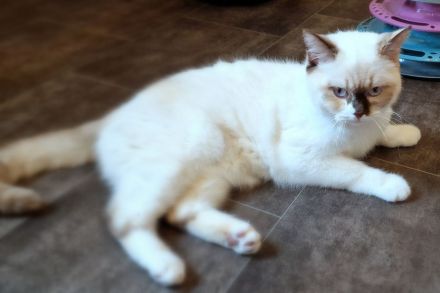 Britischkurzhaarkatze in chocolate-tortie-point-white mit Stammbaum, kastriert