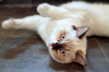 Britischkurzhaarkatze in chocolate-tortie-point-white mit Stammbaum, kastriert