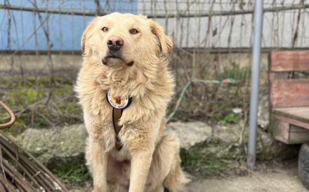 Verschmuster und treuer Begleiter Khary