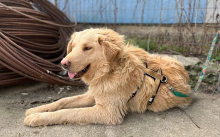 Verschmuster und treuer Begleiter Khary