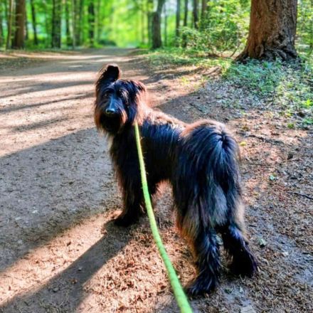 Ballou in 26125 Oldenburg sucht sein Für-immer-Zuhause
