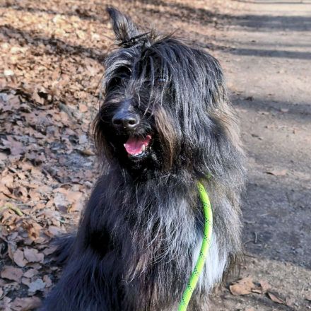 Ballou in 26125 Oldenburg sucht sein Für-immer-Zuhause