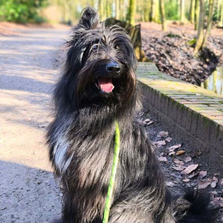 Ballou in 26125 Oldenburg sucht sein Für-immer-Zuhause