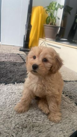 Maltipoo-Hündin (6 Monate) sucht neues Zuhause