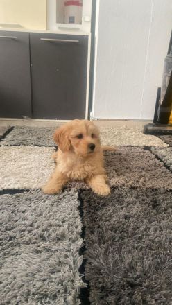 Maltipoo-Hündin (6 Monate) sucht neues Zuhause
