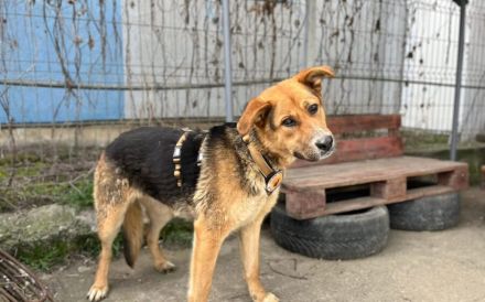 Stattliche und intelligente Michonne sucht Schutzzone