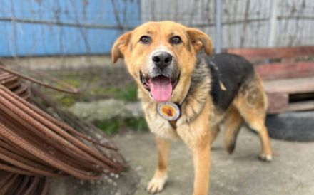 Stattliche und intelligente Michonne sucht Schutzzone