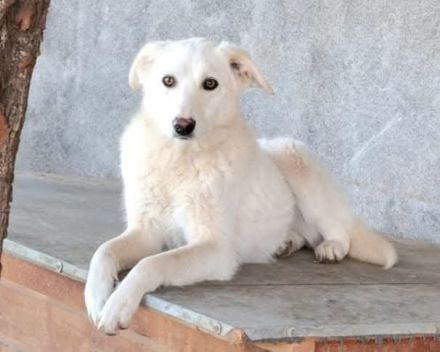 Maribel sucht ihr Für-immer-Zuhause