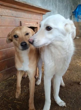 Maribel sucht ihr Für-immer-Zuhause