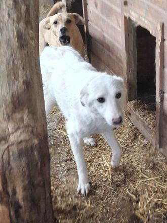 Maribel sucht ihr Für-immer-Zuhause