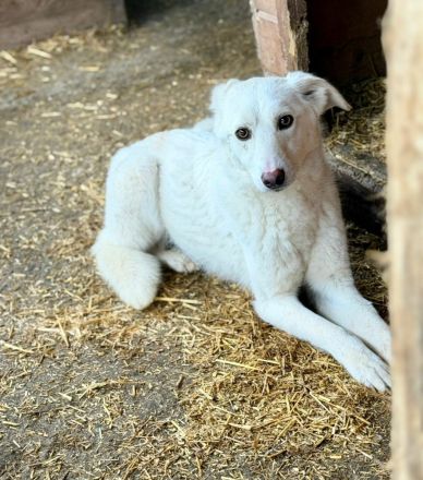Maribel sucht ihr Für-immer-Zuhause