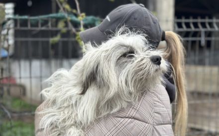 Sensibler Muppet sucht sein neues Glück