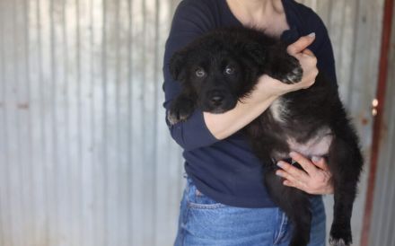 Liebevolle Menschen gesucht für Flynn