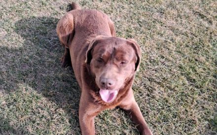 Copper sucht Labrador-Fans