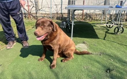 Copper sucht Labrador-Fans