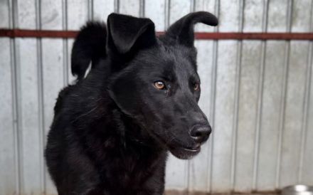 Jungspund Baku wartet auf seinen Start ins Glück