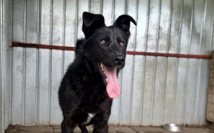 Jungspund Baku wartet auf seinen Start ins Glück