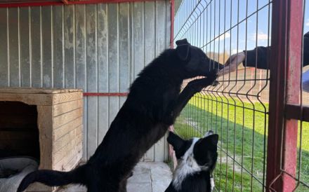 Jungspund Baku wartet auf seinen Start ins Glück