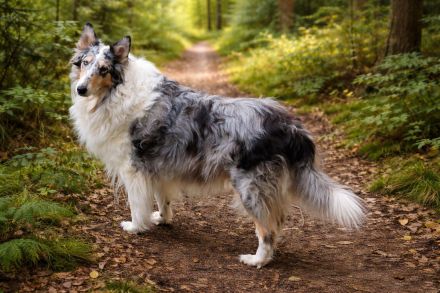 Wurfplanung Sommer 26