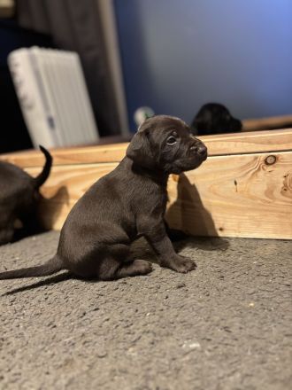 Deutsch drahthaar mix Welpen