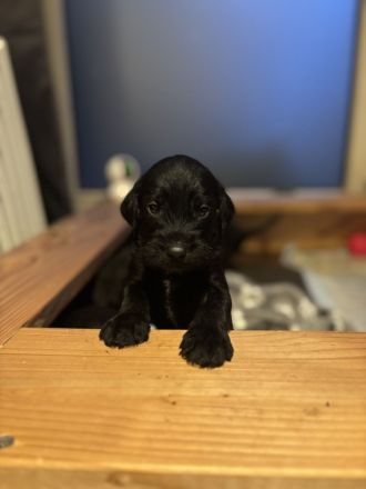 Deutsch drahthaar mix Welpen