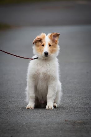 American collie