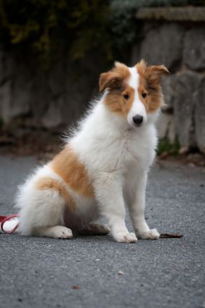 American collie
