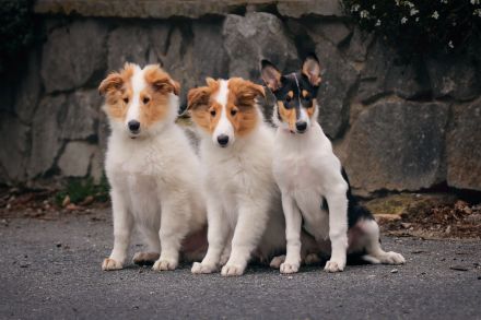 American collie