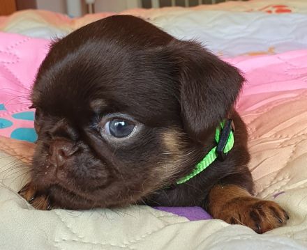 Petit Brabancon