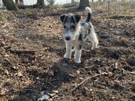 Foxterrier Welpen