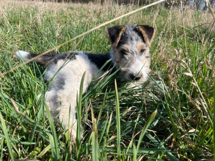 Foxterrier Welpen
