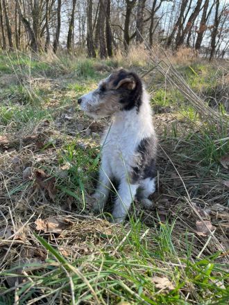 Foxterrier Welpen
