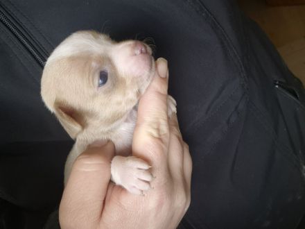 Reinrassige Chihuahuahündin Welpe