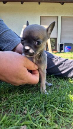 Reinrassige Chihuahuawelpen Rüden &Hündin