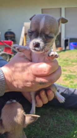 Reinrassige Chihuahuawelpen Rüden &Hündin