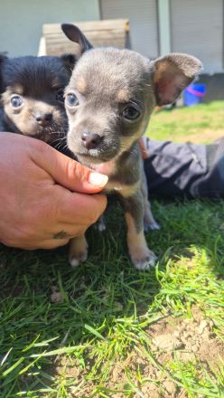 Reinrassige Chihuahuawelpen Rüden &Hündin