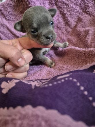 Reinrassige Chihuahuahündin Welpe