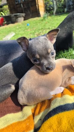 Reinrassige Chihuahuawelpen Rüden &Hündin