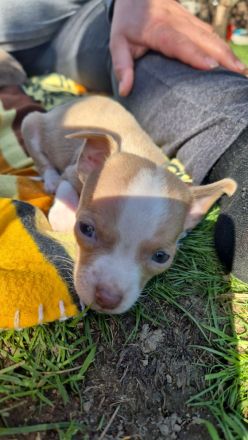 Reinrassige Chihuahuawelpen Rüden &Hündin