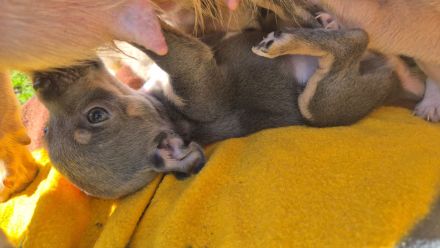 Reinrassige Chihuahuawelpen Rüden &Hündin