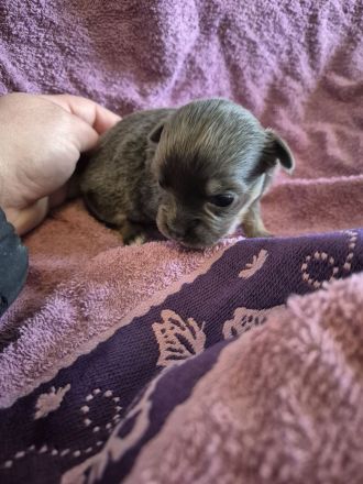 Reinrassige Chihuahuahündin Welpe