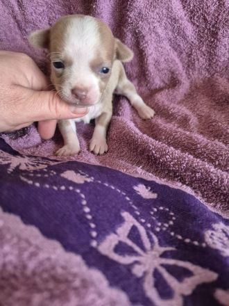Reinrassige Chihuahuahündin Welpe